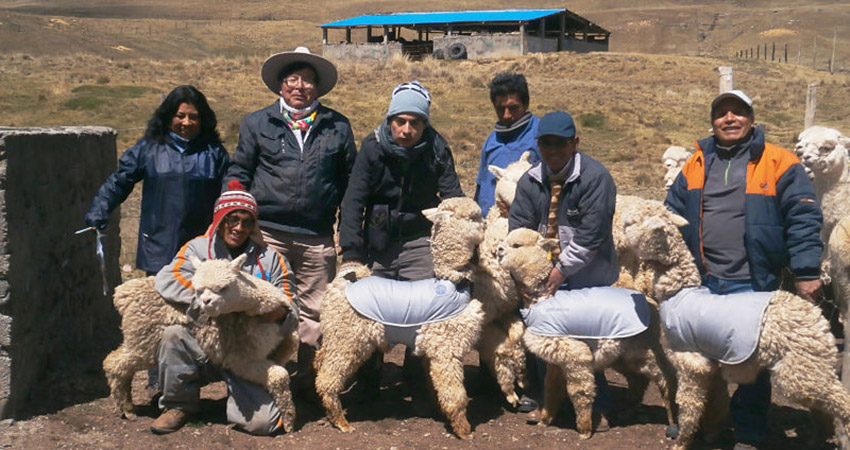 alpacas usaran chalecos terminos contra el friaje 01