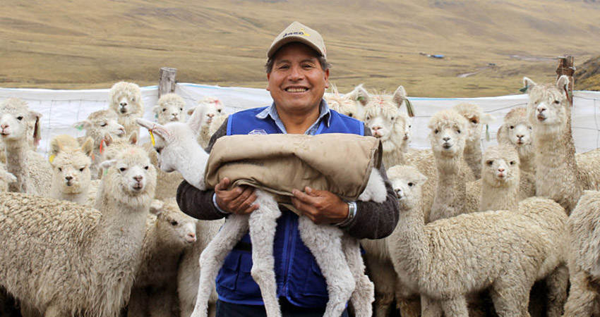 alpacas usaran chalecos terminos contra el friaje 02