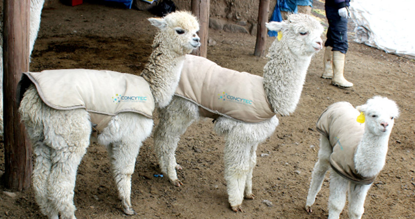 alpacas usaran chalecos terminos contra el friaje 03