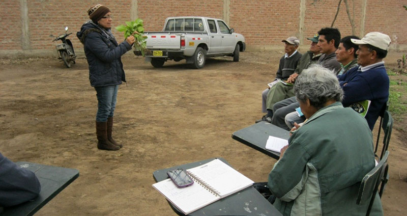 Bacterias y hongos microscópicos introducidos en el suelo de la planta los protegen. Foto: Cienciactiva