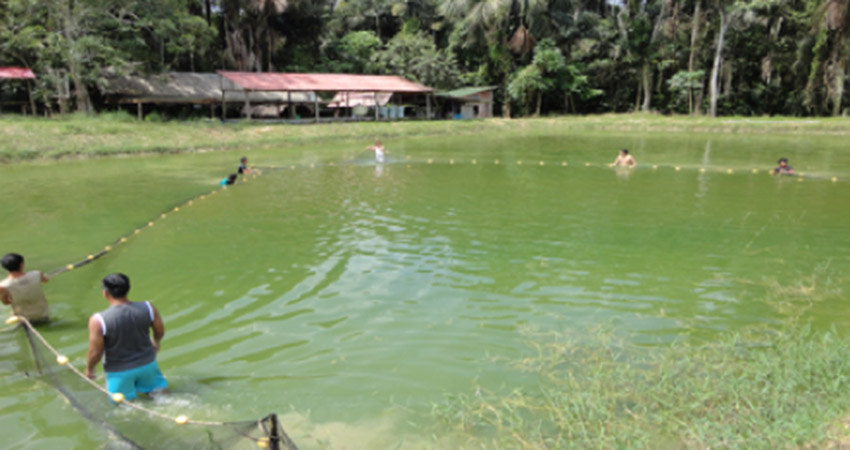 codigo de barras genetico para identificar peces 02