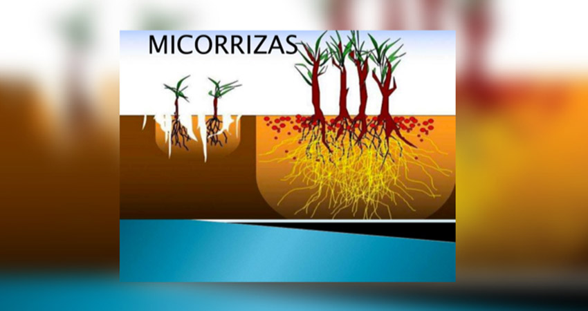 cientificos recuperan suelos cafetaleros 02