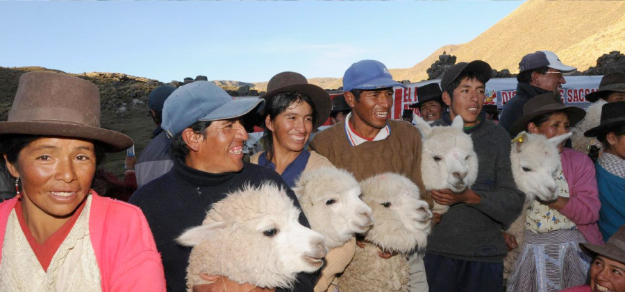 criadores de alpacas 03