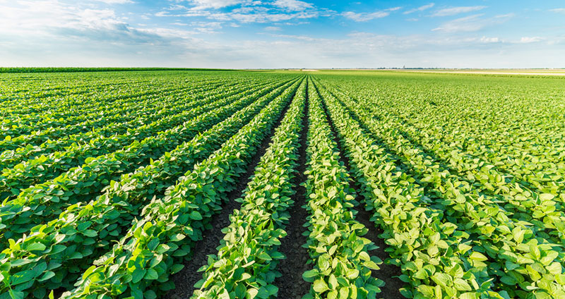 Bacterias y hongos microscópicos introducidos en el suelo de la planta los protegen. Foto: Cienciactiva