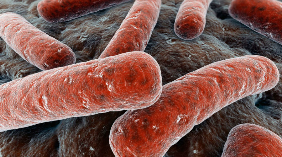 Mycobacterium tuberculosis